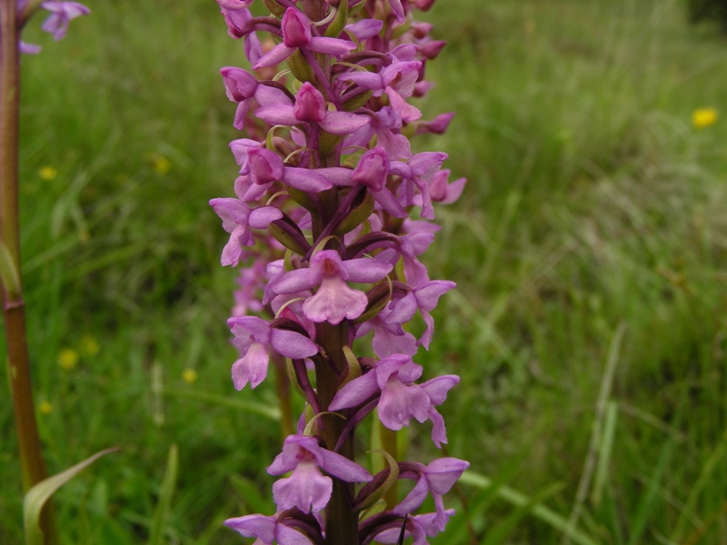 Gymnadenia conopsea